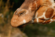 19th Jun 2015 - A Giraffe's Nose