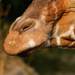 A Giraffe's Nose by leonbuys83