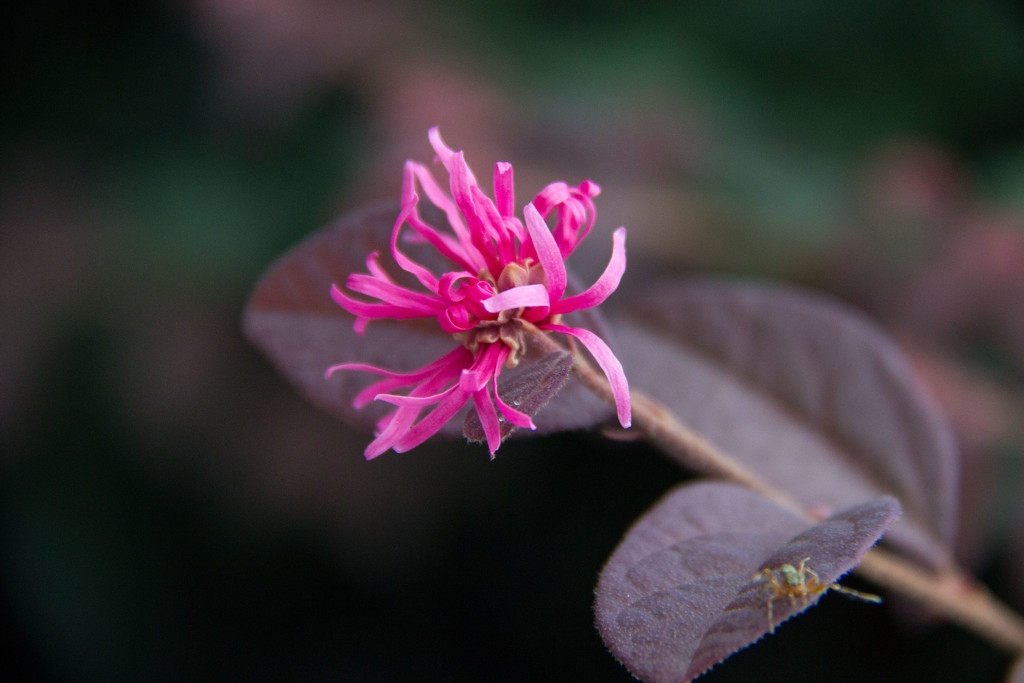 Pink shrub with insect by randystreat