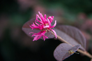 18th Jun 2015 - Pink shrub with insect
