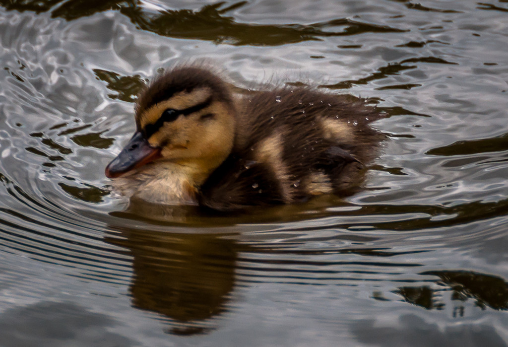 One Duckling by joansmor