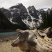 Moraine Lake, from the Rockpile, Valley of the Ten Peaks,Alberta by radiogirl