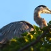 Blue Heron Watching Another Sunset by joysfocus