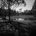 Lake Paddock Puddle by wenbow