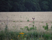 19th Jun 2015 - Deer in the Wheat Field