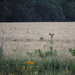 Deer in the Wheat Field by genealogygenie