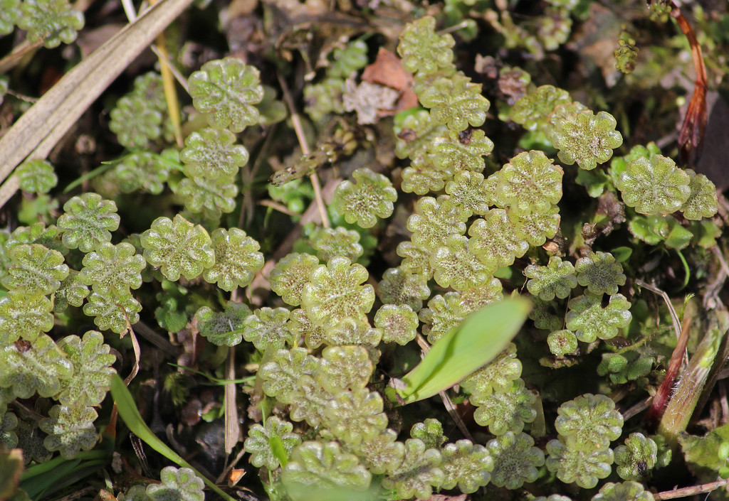 Umbrella liverwort (Marchantia polymorpha) - Keuhkosammal, Lungmossa by annelis