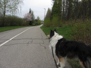 11th May 2015 - Miro the collie and a pink tree IMG_7818