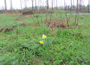 13th May 2015 - Daffodil - Narsissi IMG_7916