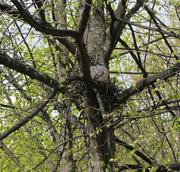 15th May 2015 - Common wood pigeon (Columba palumbus) - Sepelkyyhky, Ringduva
