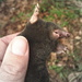 I found a mole by steveandkerry