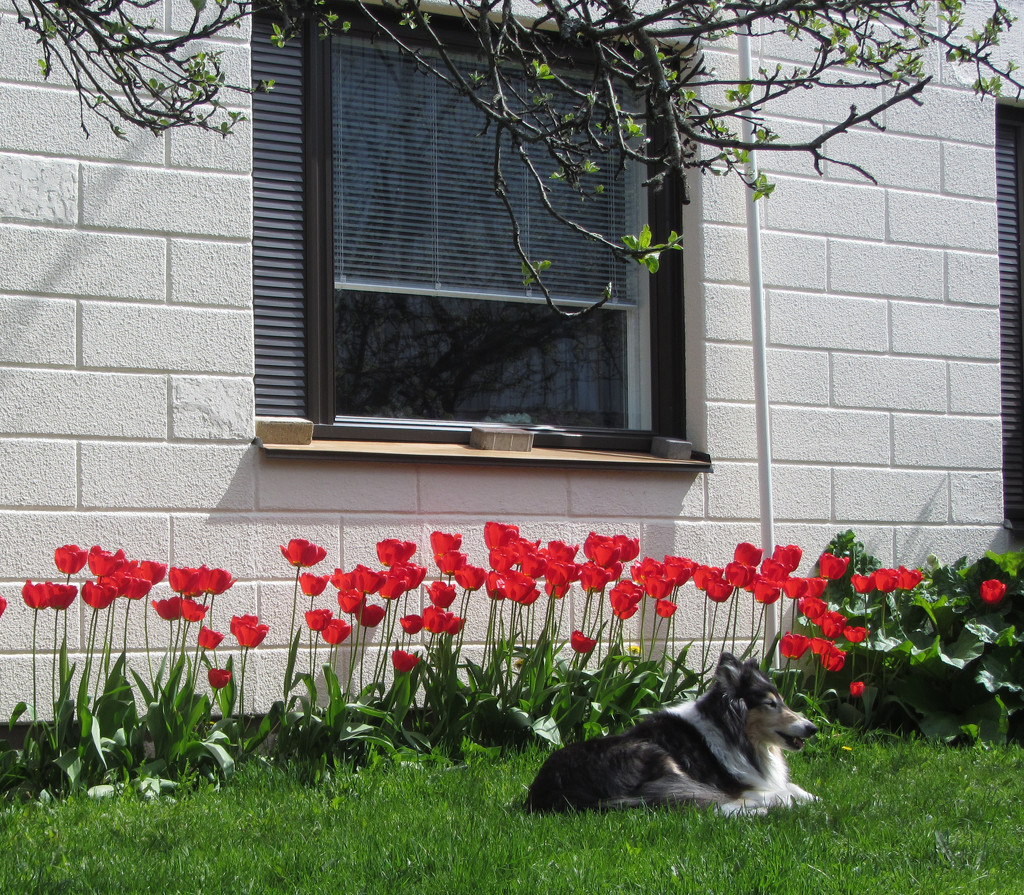 Red tulips, green grass and a black dog  by annelis