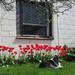 Red tulips, green grass and a black dog  by annelis