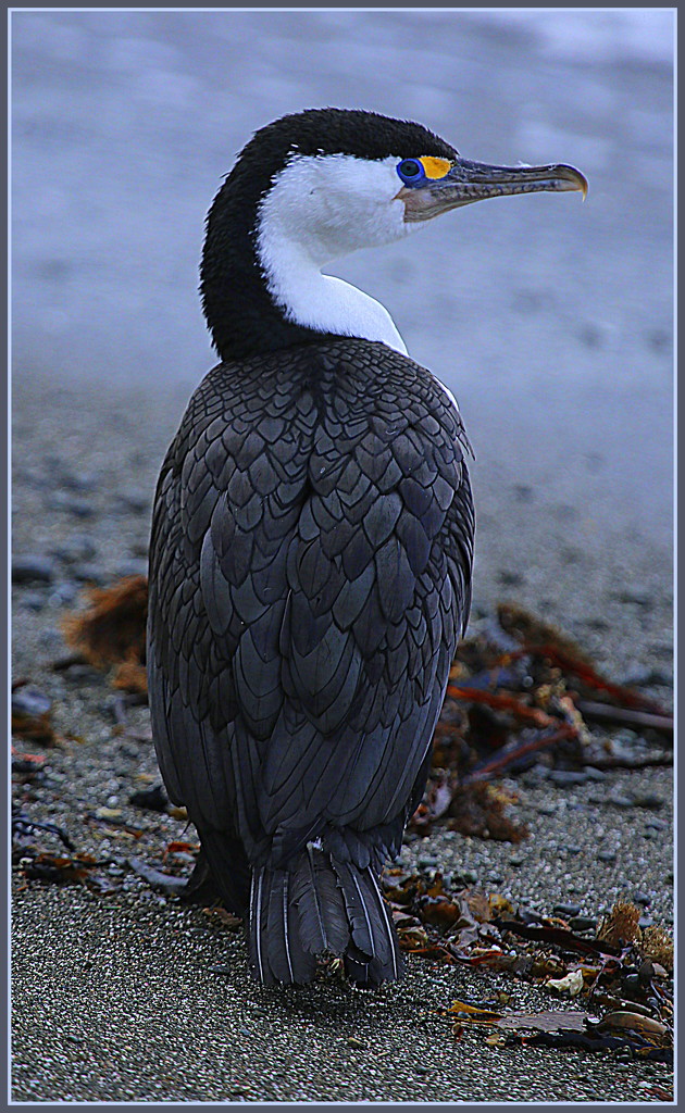 Cormorant by dide