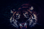 20th Jun 2015 - Tiger tiger