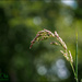 Grass Head And Bokeh by carolmw