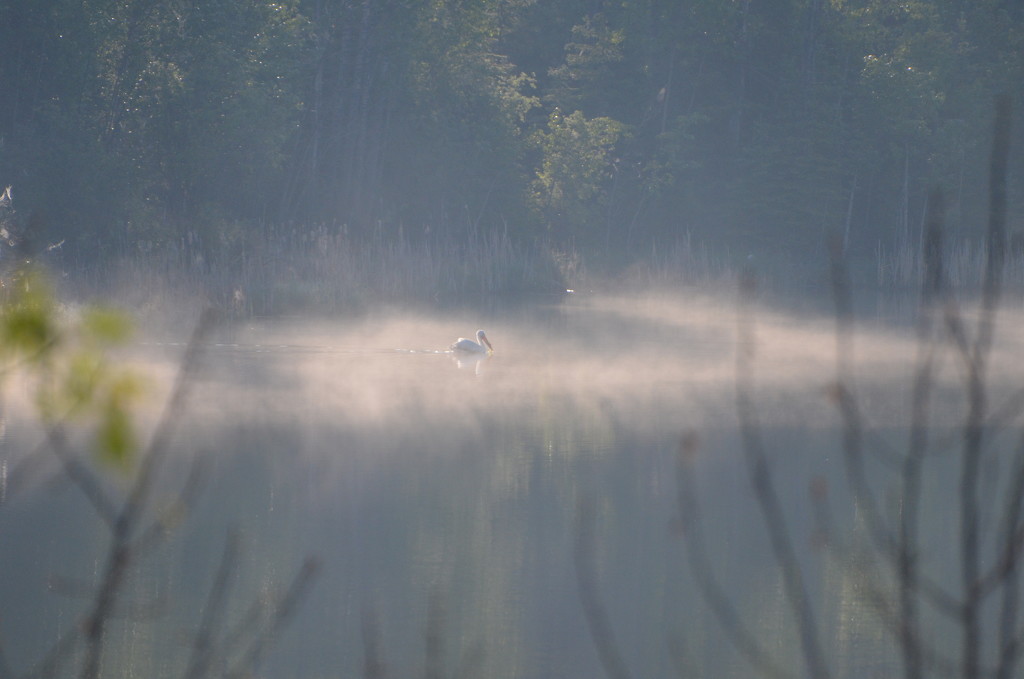 Day 352 - Misty Morning Swim by ravenshoe