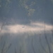 Day 352 - Misty Morning Swim by ravenshoe