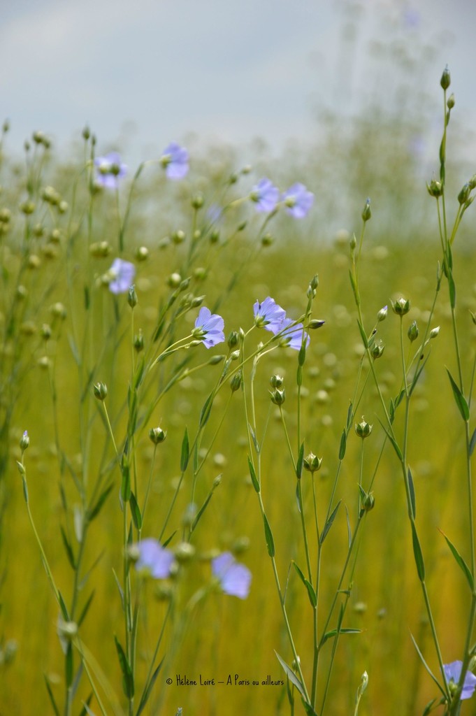 Linen flowers by parisouailleurs