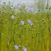 Linen flowers by parisouailleurs