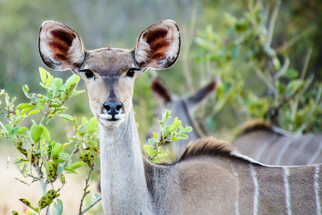 Kudu Doe by salza
