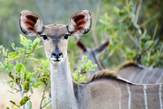 20th Jun 2015 - Kudu Doe