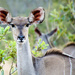 Kudu Doe by salza