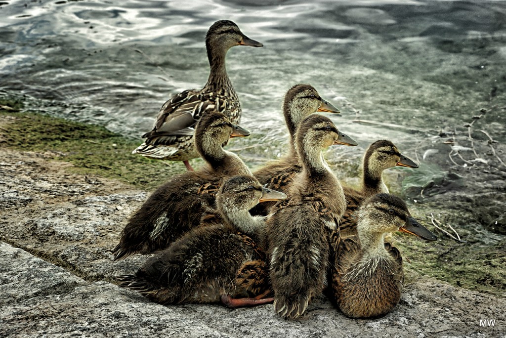 2015-06-20 juvenile Mallard ducklings in alert by mona65