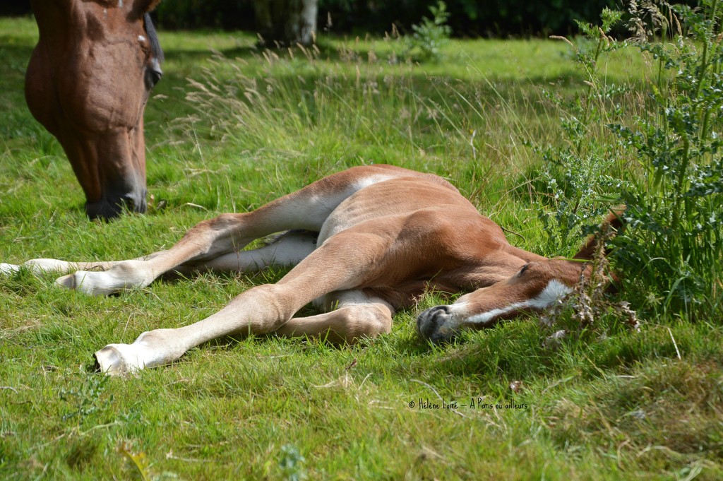 #Foal 2 - tired  by parisouailleurs