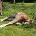 #Foal 2 - tired  by parisouailleurs