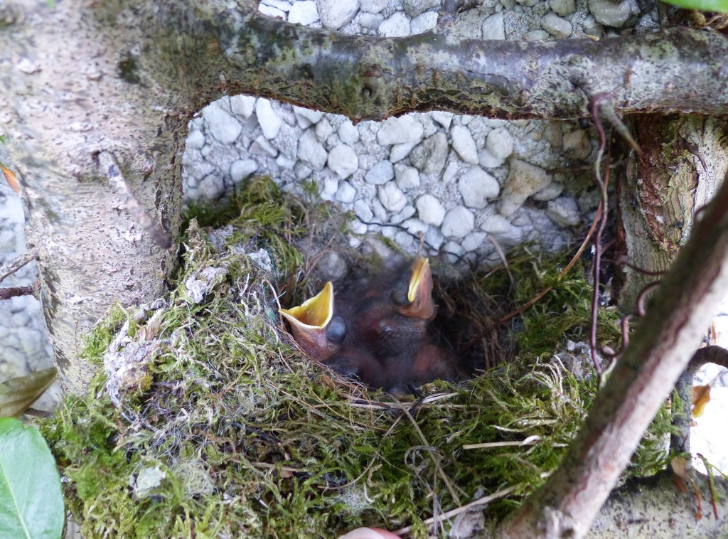 Spotted Flycatcher Chicks by susiemc