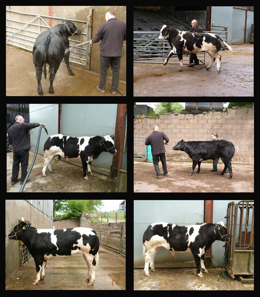 Training cattle by shirleybankfarm