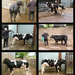 Training cattle by shirleybankfarm
