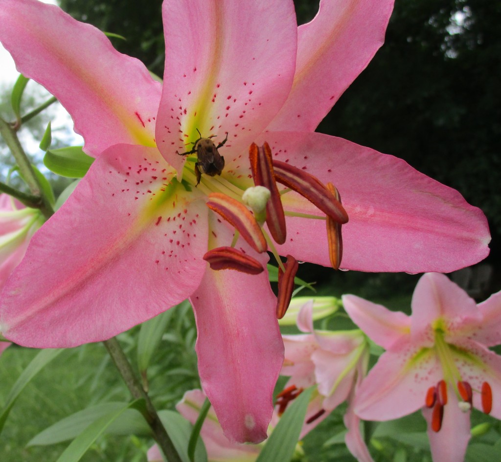 Asiatic Lily and Bee by tunia