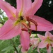 Asiatic Lily and Bee by tunia