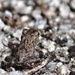 Teeny Tiny Toad by mzzhope