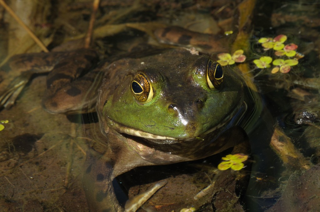Bullfrog by dianen