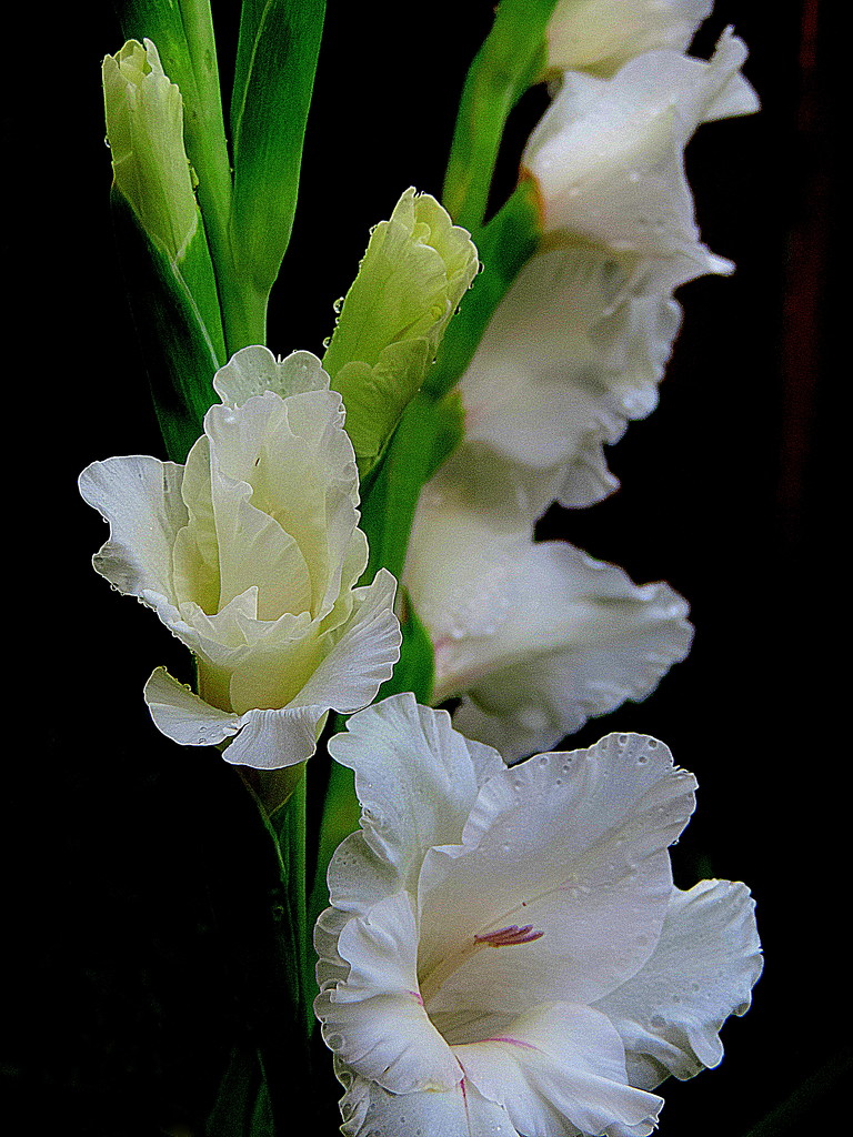 Glad these gladiolas survived! by homeschoolmom