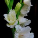Glad these gladiolas survived! by homeschoolmom