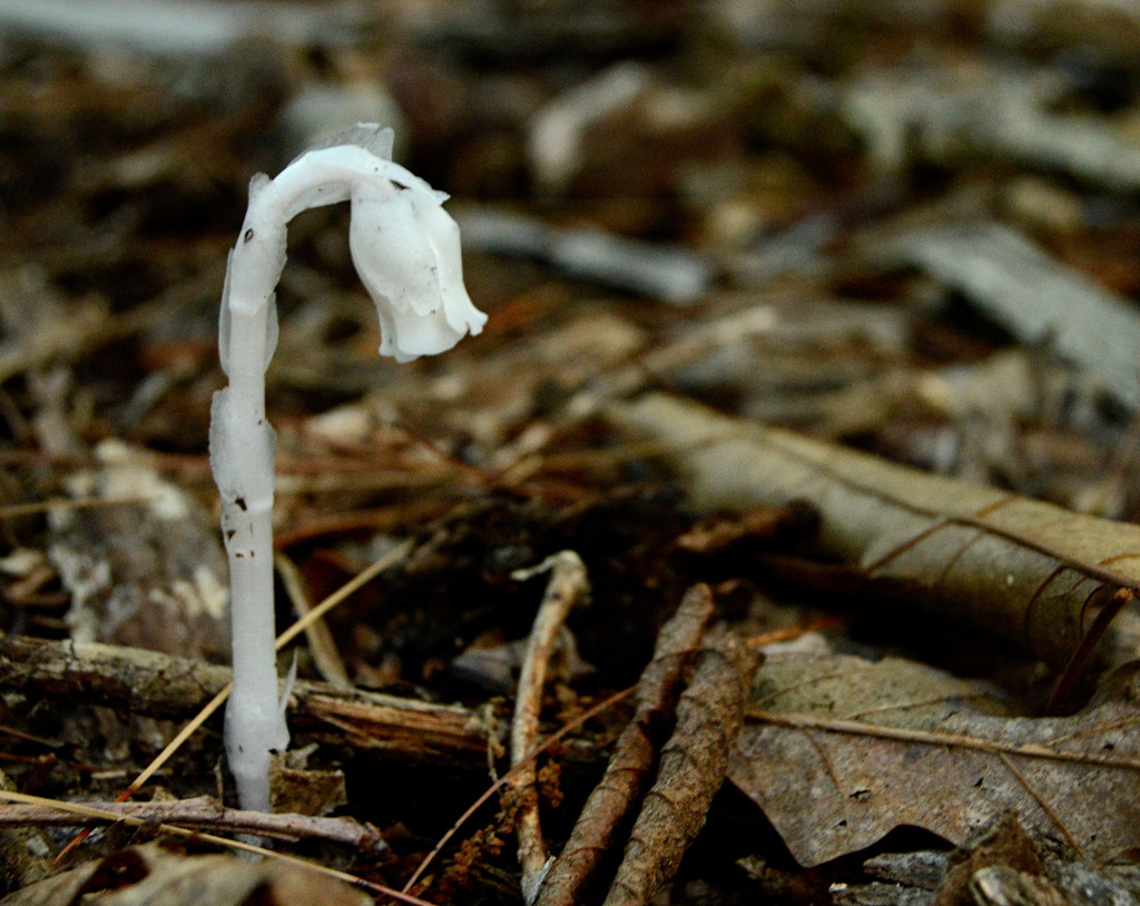 Indian Pipe by francoise