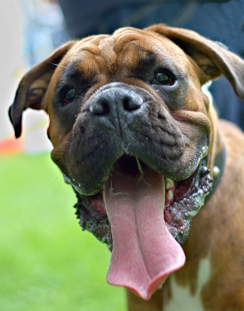 A Boxer Dog Welcome by phil_howcroft