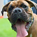A Boxer Dog Welcome by phil_howcroft