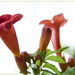 Trumpet vine flowers by randystreat