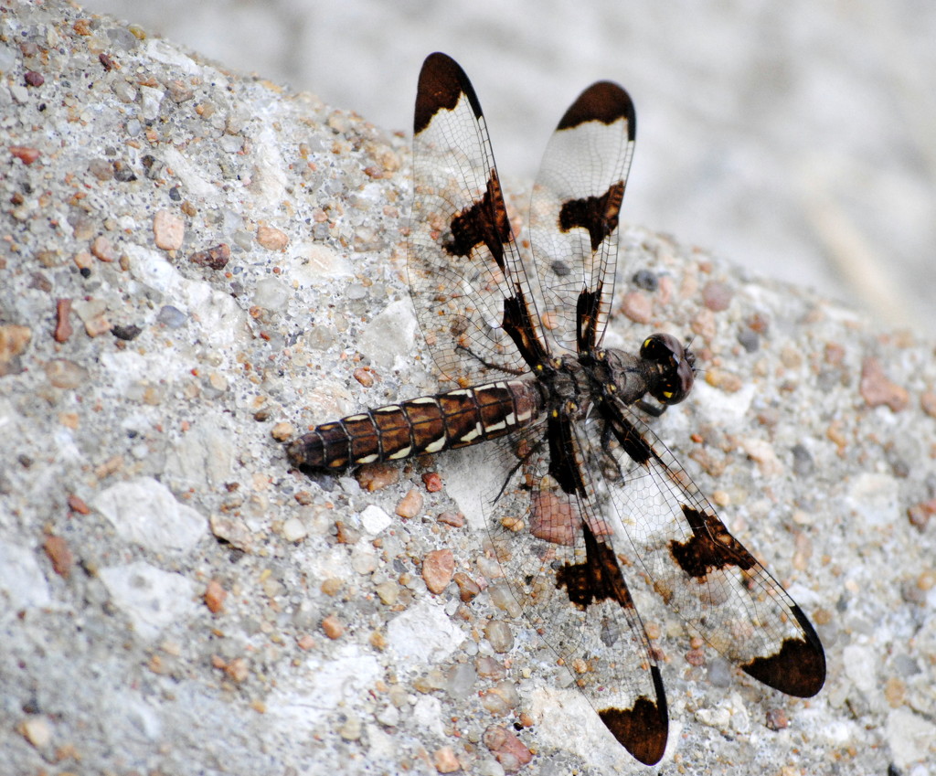 Dragonfly Resting by genealogygenie