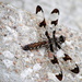 Dragonfly Resting by genealogygenie