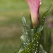 More Calla Lilies by lstasel