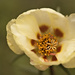 Moss Rose by lstasel