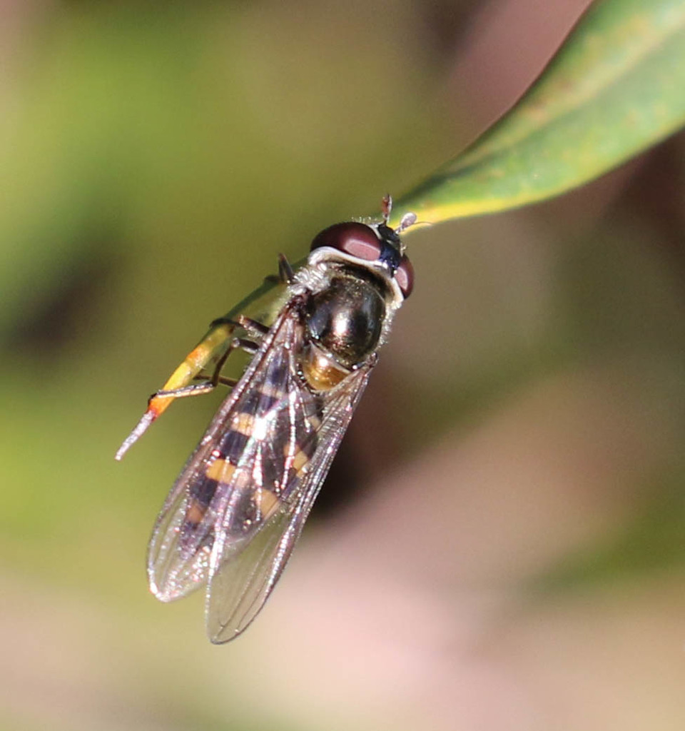 Hover fly  by flyrobin