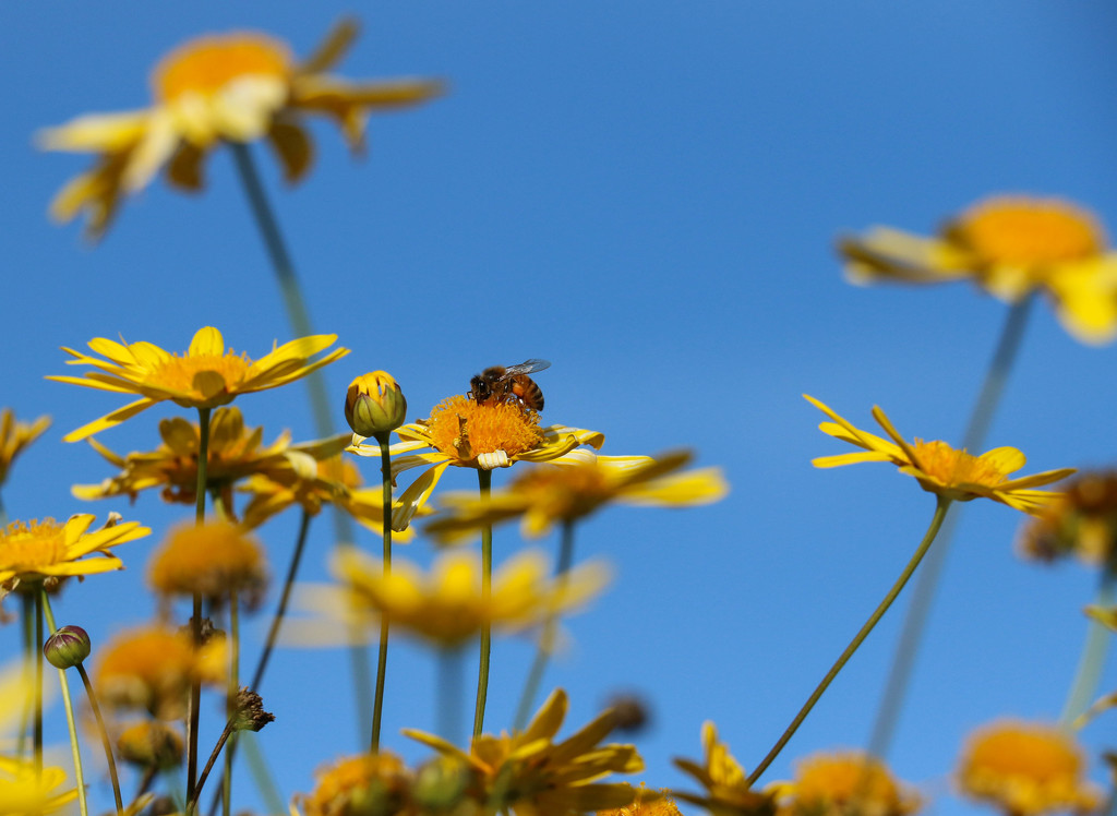 Bee yellow by flyrobin
