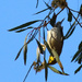 White plumed honeyeater by flyrobin